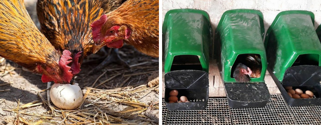 Znaskovej hniezdo pre sliepky zo zasobnikom na vajcia